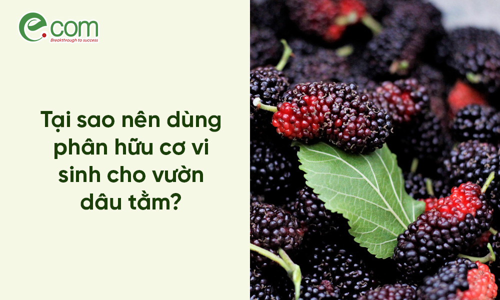 Phân Bón Hữu Cơ Cho Dâu Tằm