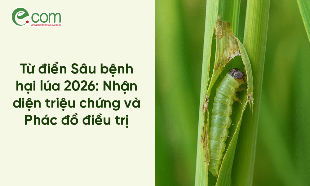 Sâu Bệnh Hại Lúa