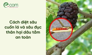 Sâu cuốn lá hại dâu tằm