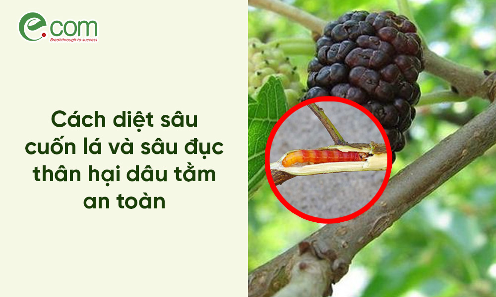 Sâu cuốn lá hại dâu tằm