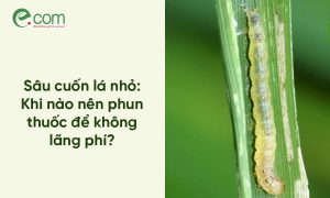Sâu cuốn lá lúa