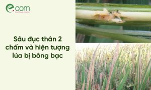 Sâu đục thân lúa