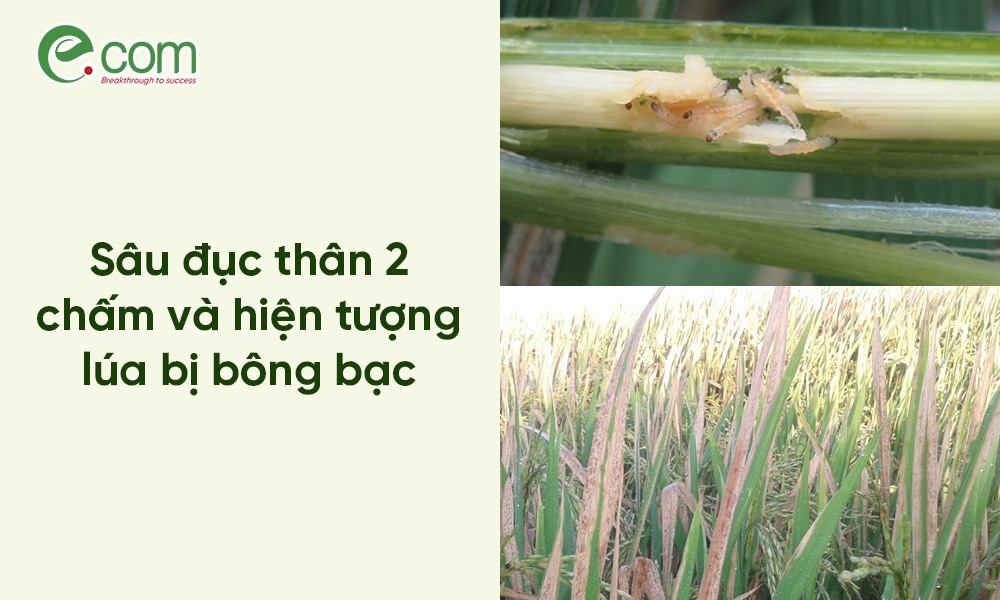 Sâu đục thân lúa