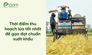 Thời Điểm Thu Hoạch Lúa