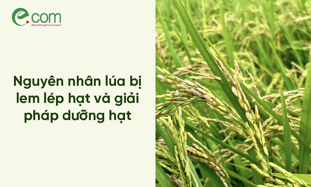 Thuốc trị lem lép hạt lúa