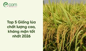 Top 5 Giống lúa