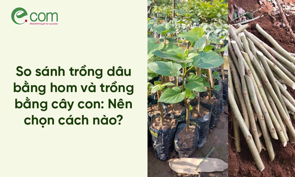 Trồng Dâu Bằng Hom