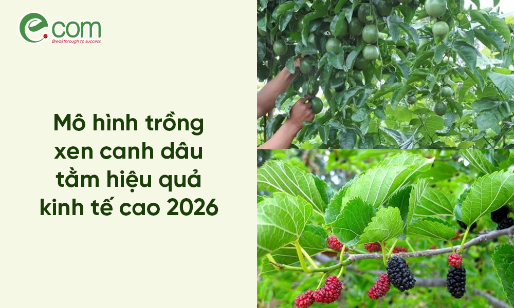 Trồng Xen Canh Dâu Tằm