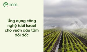 Tưới Dâu Tằm