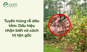 Tuyến trùng rễ dâu tằm