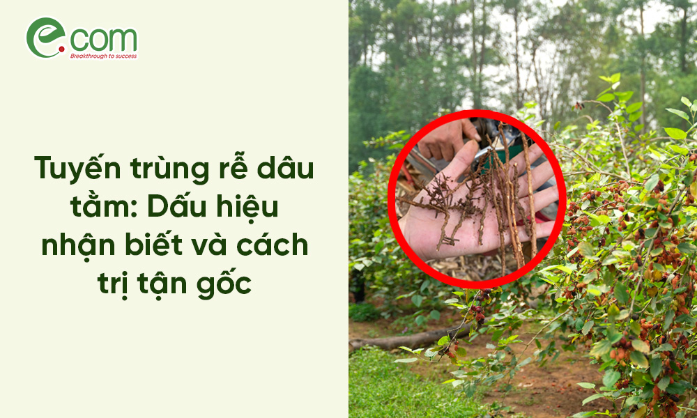 Tuyến trùng rễ dâu tằm