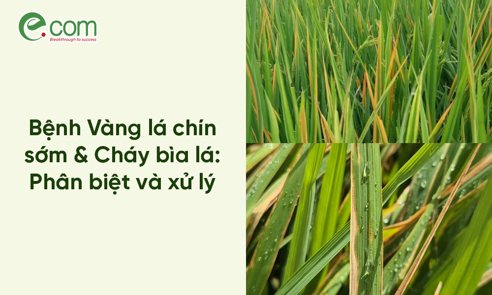 Vàng lá chín sớm