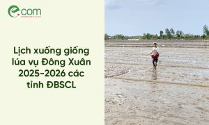 Vụ Lúa Đông Xuân