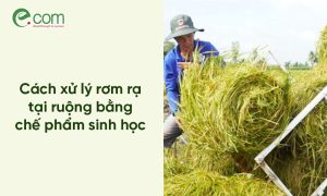 Xử lý rơm rạ