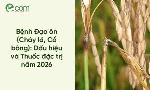 bệnh đạo ôn lúa