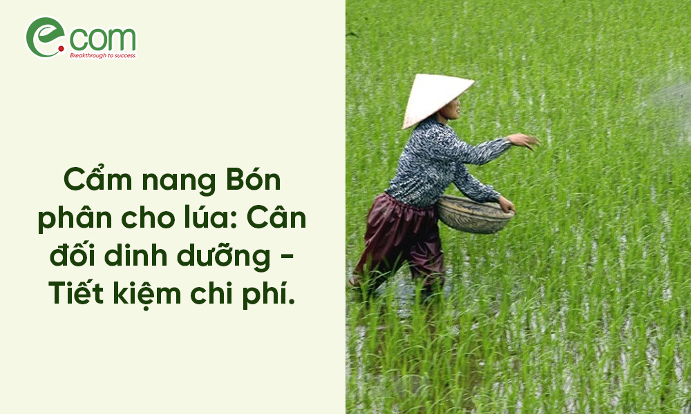 bón phân cho lúa