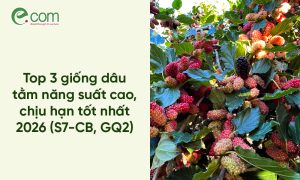 Giống Dâu Tằm