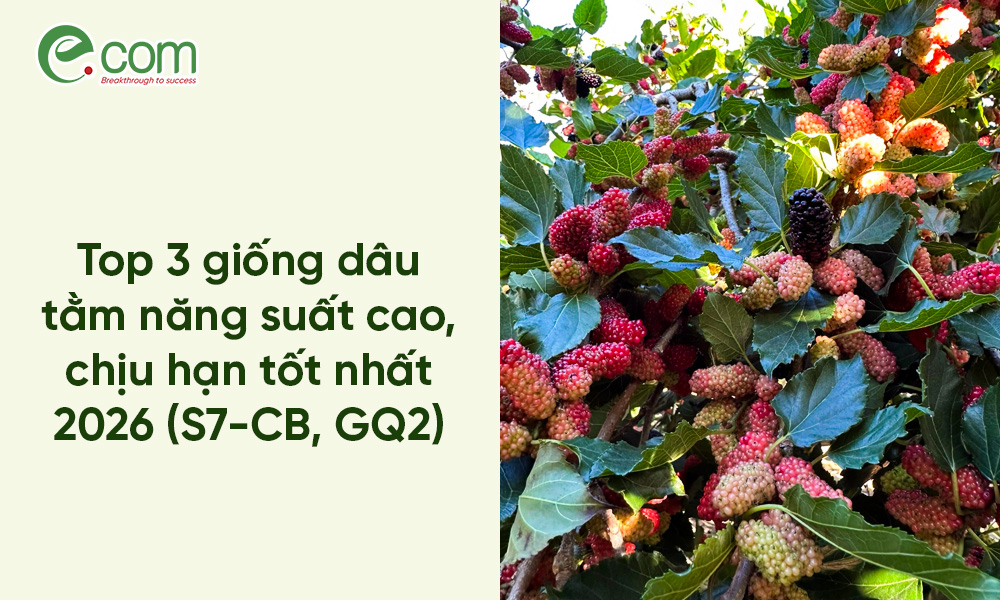 Giống Dâu Tằm