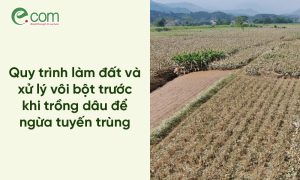 làm đất trồng dâu tằm