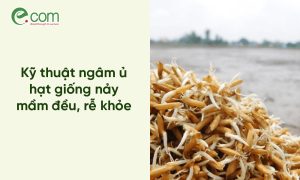ngâm ủ lúa giống