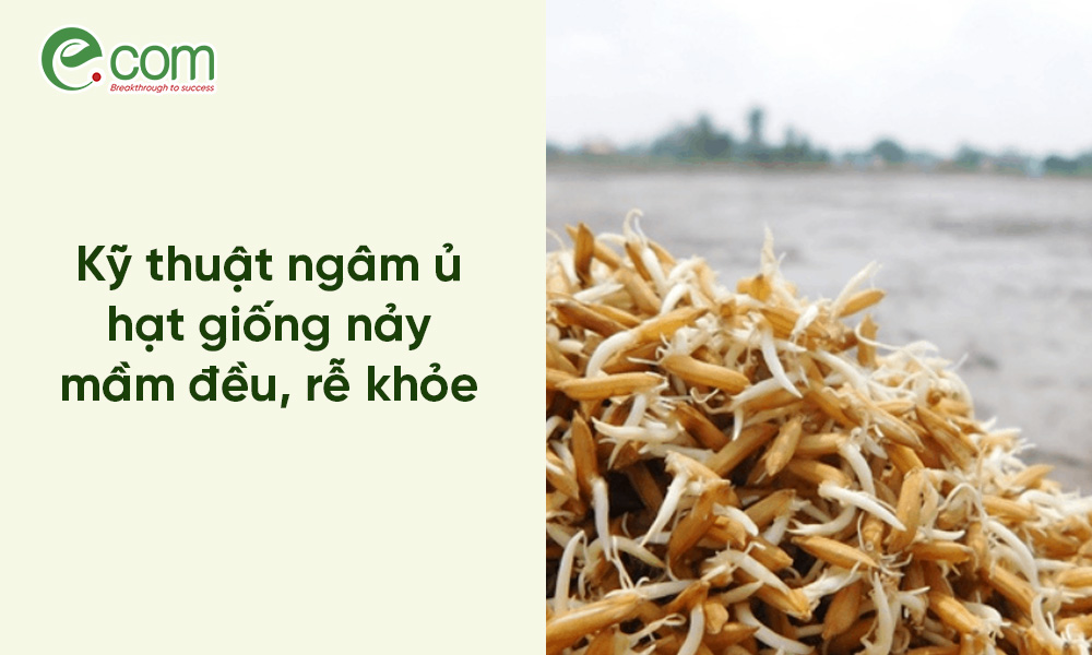 ngâm ủ lúa giống