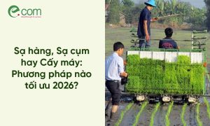 phương pháp gieo sạ lúa