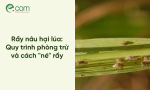 rầy nâu hại lúa