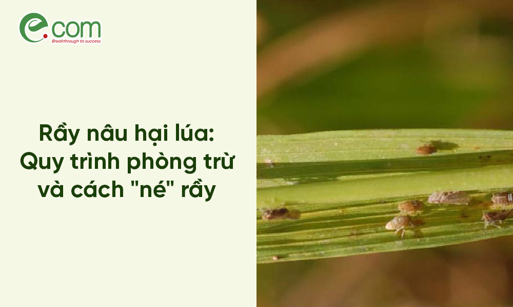 rầy nâu hại lúa