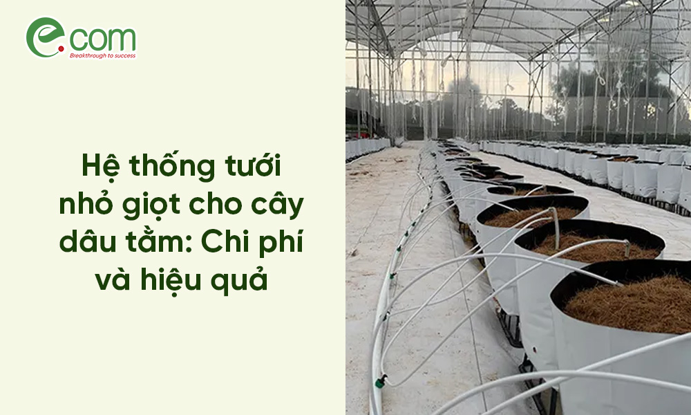 tưới nước cho cây dâu tằm