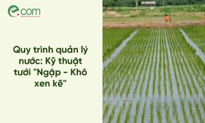 tưới nước cho lúa