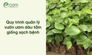 Vườn ươm dâu tằm giống