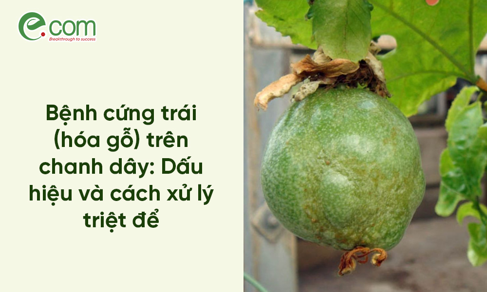 Bệnh Cứng Trái Chanh Dây