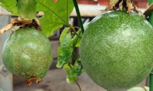 Bệnh Cứng Trái Chanh Dây 2