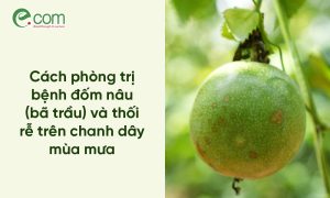 Bệnh Đốm Nâu Chanh Dây