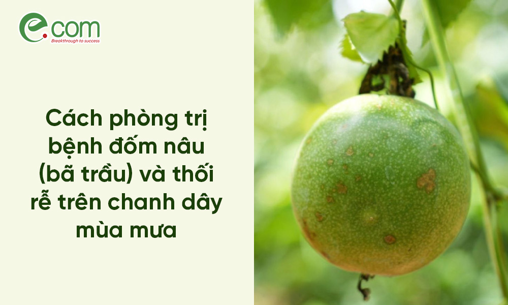Bệnh Đốm Nâu Chanh Dây