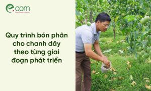 Bón Phân Cho Chanh Dây