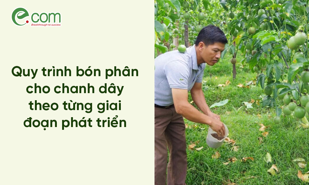 Bón Phân Cho Chanh Dây