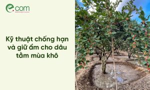 Chăm sóc Dâu tằm Mùa khô