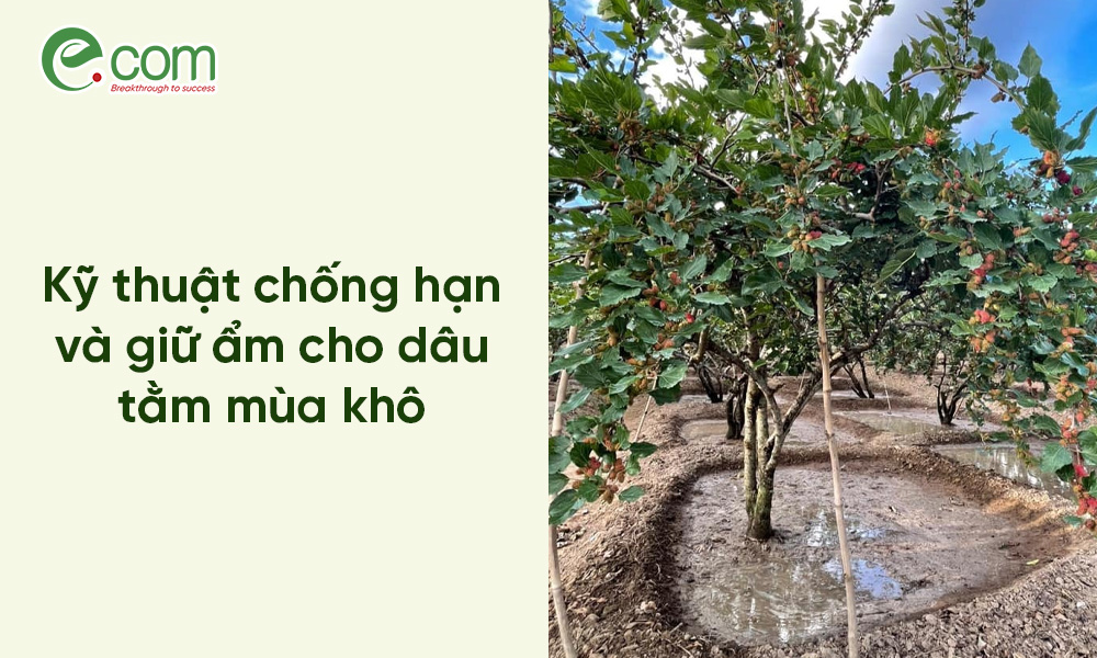 Chăm sóc Dâu tằm Mùa khô