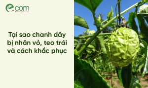 Chanh Dây Bị Nhăn Vỏ
