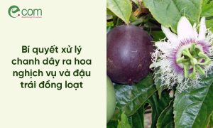 Chanh Dây Ra Hoa Nghịch Vụ