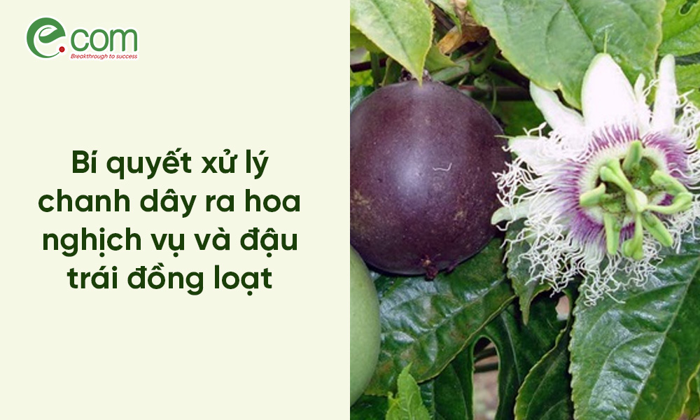 Chanh Dây Ra Hoa Nghịch Vụ