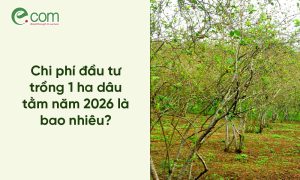 Chi Phí Trồng Dâu Tằm