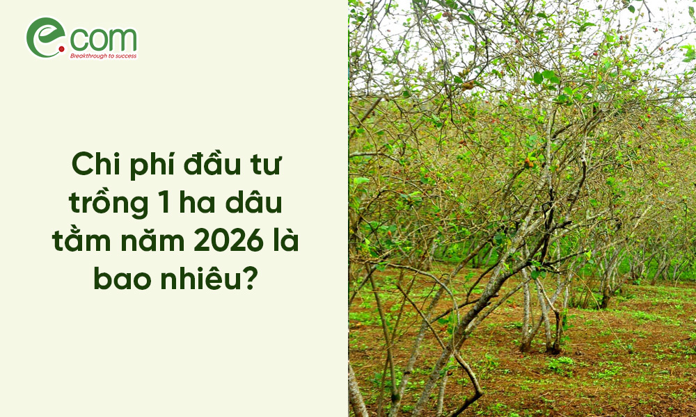 Chi Phí Trồng Dâu Tằm