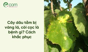 Dâu Tằm Bị Vàng Lá