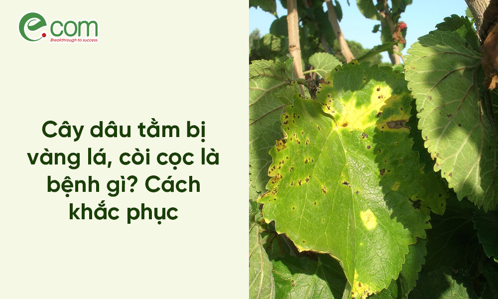 Dâu Tằm Bị Vàng Lá