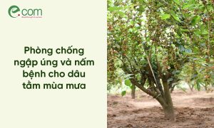 Dâu tằm Mùa Mưa