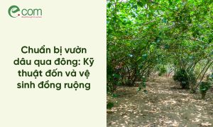 Dâu tằm vụ Đông