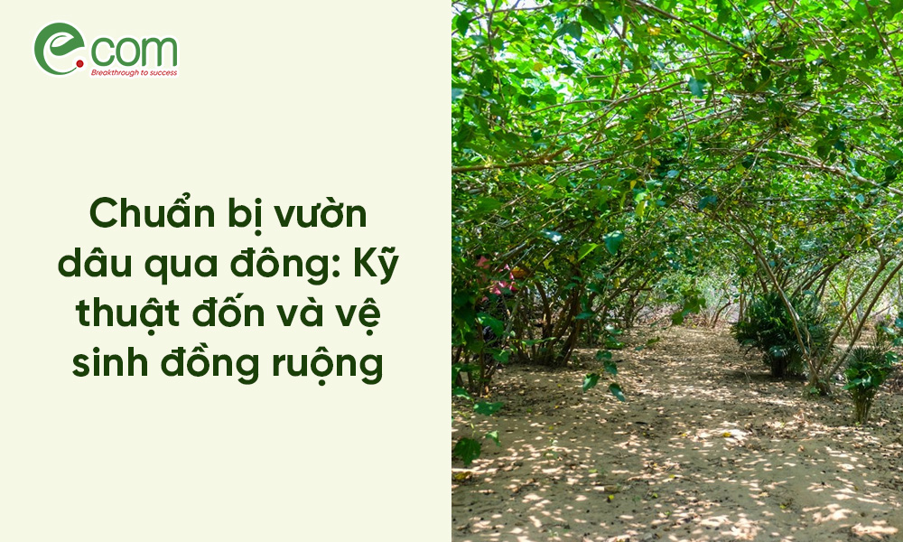 Dâu tằm vụ Đông