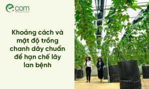 Mật Độ Trồng Chanh Dây